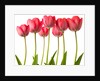 Growing Tulips by Assaf Frank
